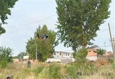 读者反映一些地方存在非法捕猎和贩卖野生鸟类问题，记者赴陕西西安市进行实地探访发现——野生鸟类在这里公开贩卖