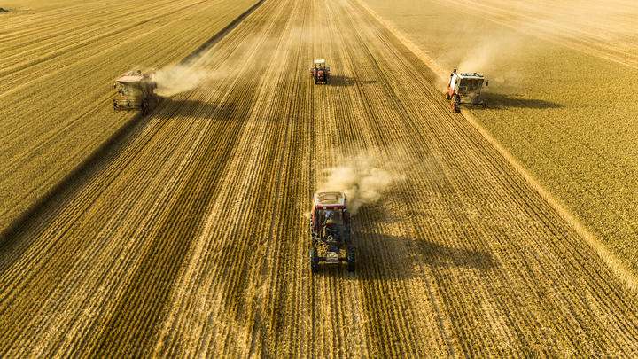沉甸甸的收获——2025年夏季粮油收获一线观察