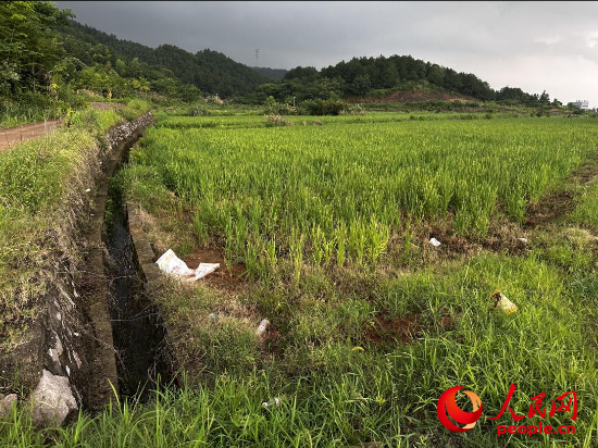 群众反映的农田已种上水稻。人民网记者 游天燚摄